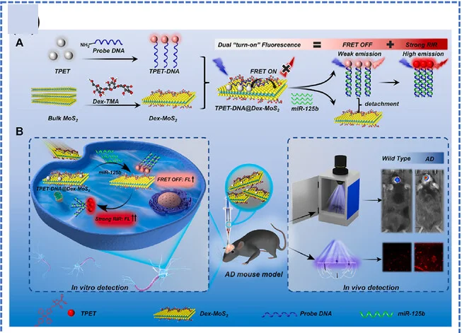 Open access visualization of Workflow, Illustration, TPET-DNA@Dex-MoS2 Nanoprobes, In Vitro Monitoring, In Vivo Monitoring