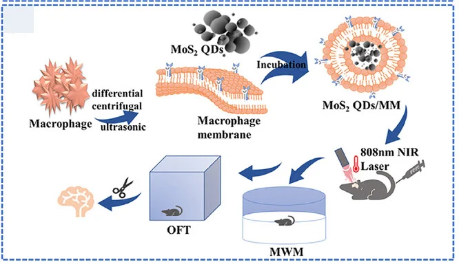Open access visualization of Workflow, Illustration, MoS2QDs/MM System, Photochemotherapy, Alzheimer's Disease