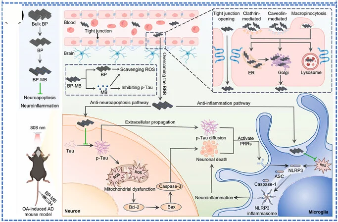 Open access visualization of Workflow, Illustration, BP-MB Treatment, Mouse Models, Alzheimer's Disease