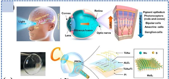 Open access visualization of Illustration, Workflow, Human Visual System, MoS2, Artificial Retina