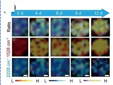 Open access visualization of Heatmap, SERS Mapping, Arthritic Knees, Rats