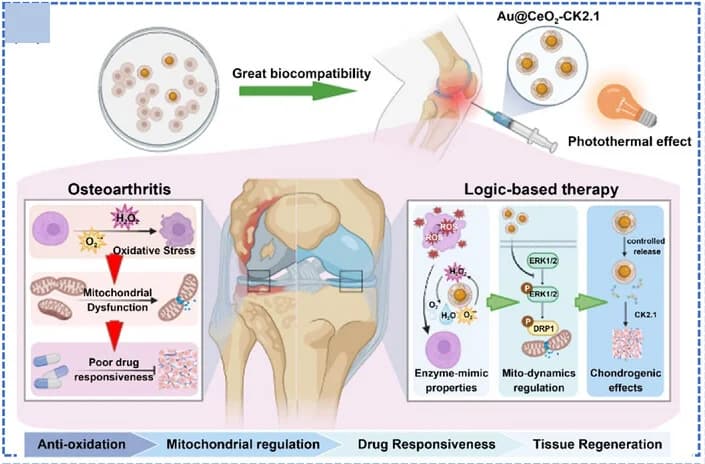 Open access visualization of Workflow, Illustration, Au@CeO2-CK2.1 Yolk-Shell Nanozymes, Inflammation, Chondrogenic Drug Response