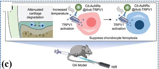 Open access visualization of Workflow, Illustration, Cit-AuNRs@Anti-TRPV1, Photothermal Activation, TRPV1 Signaling