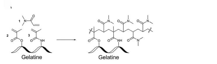 Open access visualization of Chemical Structure, Photopolymerization, Dimethylacrylamide, Methacryloyl-derivatized Gelatine