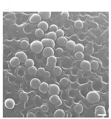 Open access visualization of Microscopy, SEM Images, SiO2NPs, PS MP