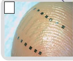 Open access visualization of Microscopy, Photo, Transistors Arrays, Skin