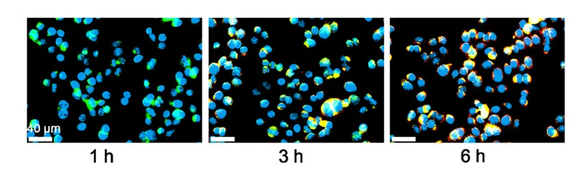 Open access visualization of Microscopy, Confocal Laser Scanning Microscopy, CLSM Images, 4T1 Cancer Cells, THN