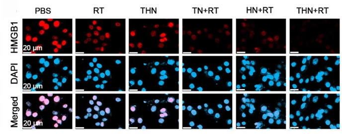 Open access visualization of Microscopy, CLSM Images, HMGB1 Expression, 4T1 Cells, Treatments
