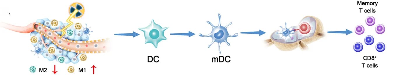 Open access visualization of Workflow, Illustration, Immune Cells, RT