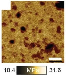 Open access visualization of Microscopy, AFM, Nanostructured Materials, Chain Length, PBAn-CTA