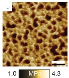 Open access visualization of Microscopy, AFM, Nanostructured Materials, Chain Length, PBAn-CTA