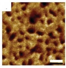 Open access visualization of Microscopy, AFM, Nanostructured Materials, Chain Length, PBAn-CTA