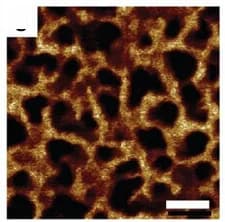 Open access visualization of Microscopy, AFM, Nanostructured Materials, Chain Length, PBAn-CTA