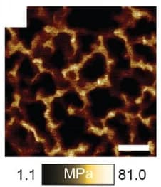 Open access visualization of Microscopy, AFM, Nanostructured Materials, Chain Length, PBAn-CTA