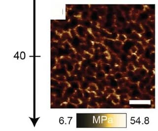Open access visualization of Microscopy, AFM, Nanostructured Materials, Chain Length, PBAn-CTA