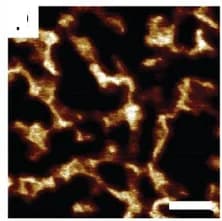 Open access visualization of Microscopy, AFM, Nanostructured Materials, Chain Length, PBAn-CTA