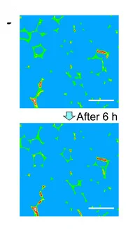 Open access visualization of Microscopy, Micro-CT Images, Sponge@C-MPN, Evaporation, Sun Irradiation