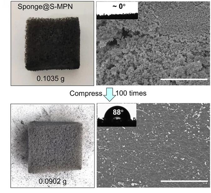 Open access visualization of Microscopy, Photo, Photographs, SEM Images, Sponge@S-MPN