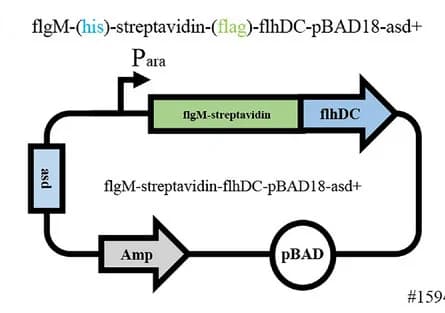 Open access visualization of Workflow, Illustration, Plasmid Map, Streptavidin, Recombinant Protein