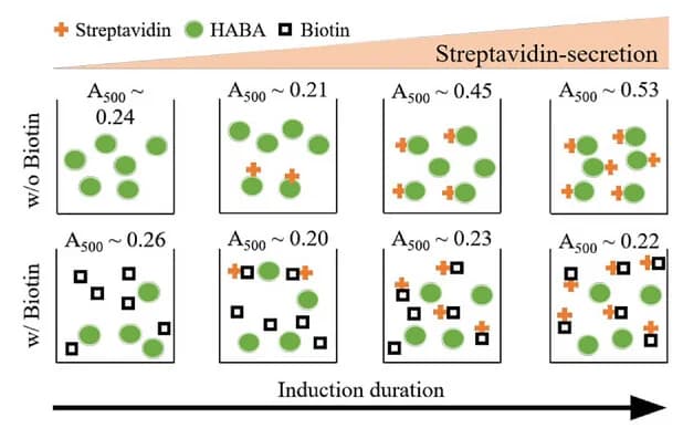 Open access visualization of Illustration, Streptavidin, Protein Secretion, HABA Assay, Schematic