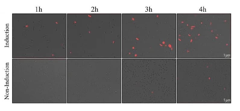 Open access visualization of Microscopy, Streptavidin, Bacterial Surface, Biotin-Cy7, Dye Staining