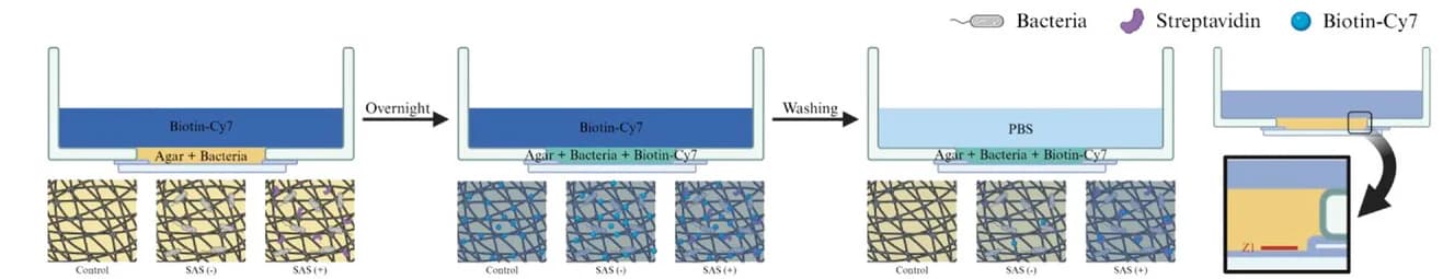 Open access visualization of Workflow, Illustration, In Vitro Experiment, Agar