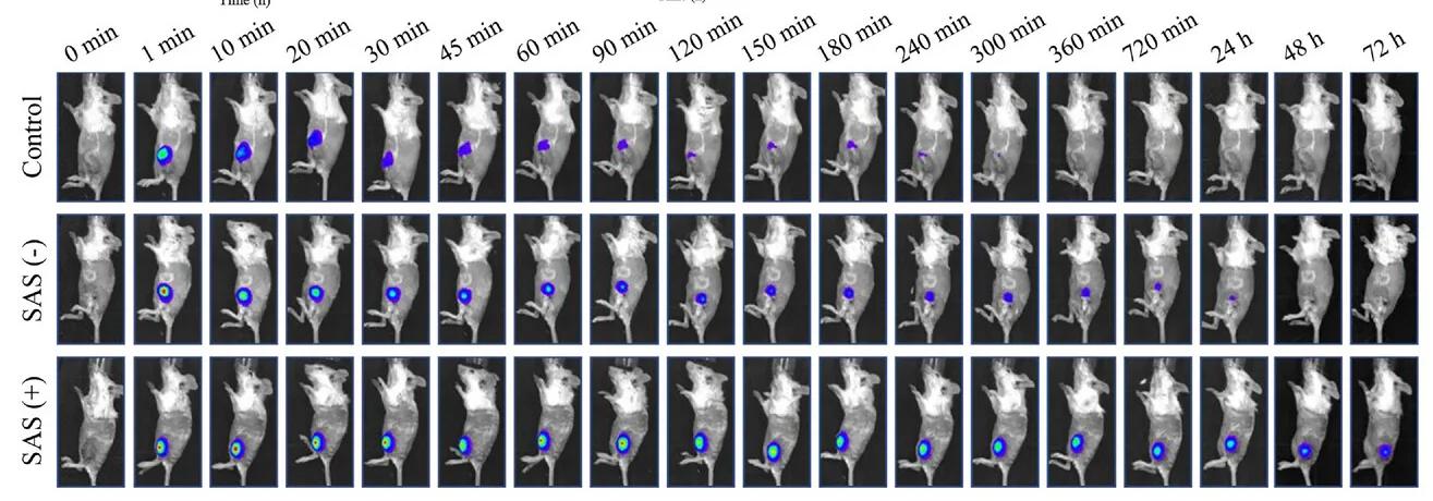 Open access visualization of Microscopy, Photo, IVIS Images, Mice