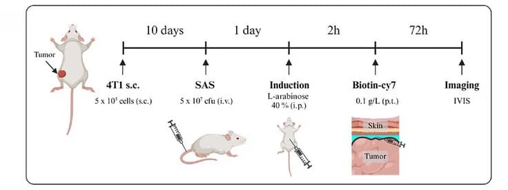 Open access visualization of Workflow, Illustration, In Vivo Experiment