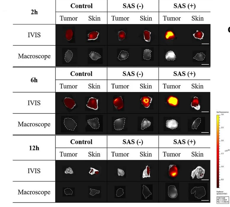 Open access visualization of Microscopy, Fluorescence Images, Tumors, Skin, IVIS