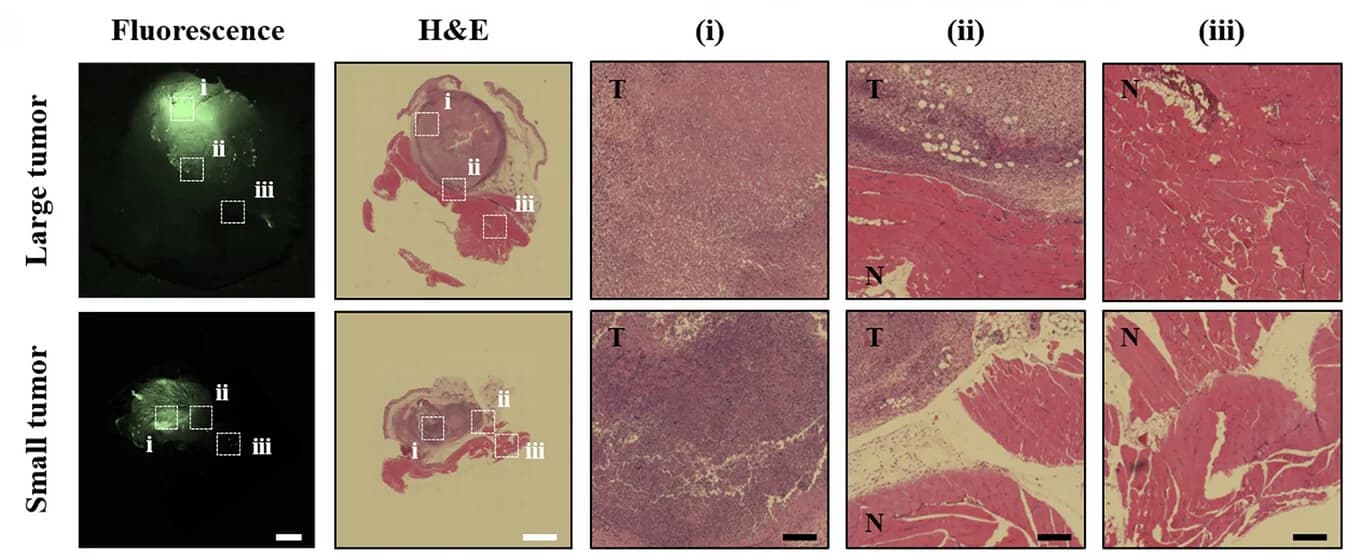 Open access visualization of Microscopy, Photo, Fluorescence Images, H&E Images, Tumor Sizes
