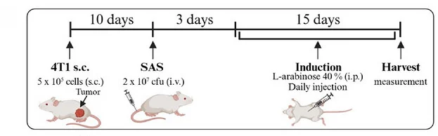 Open access visualization of Workflow, Experimental Design, Mice, 4T1 Tumors, Salmonella