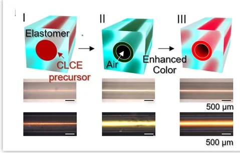 Open access visualization of Workflow, Microscopy, Illustration, CLCE, Optical Microscopy