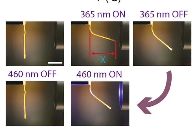 Open access visualization of Photo, Photoinduced Bending, Photoinduced Unbending, LCE-Azo 15%, Irradiation