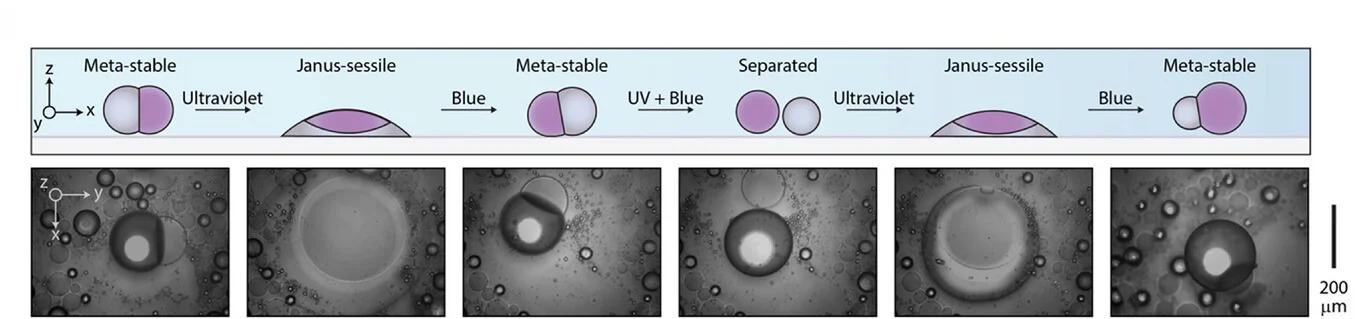 Open access visualization of Microscopy, Workflow, Time-Resolved Micrographs, AzoTAB-SDS, Zonyl