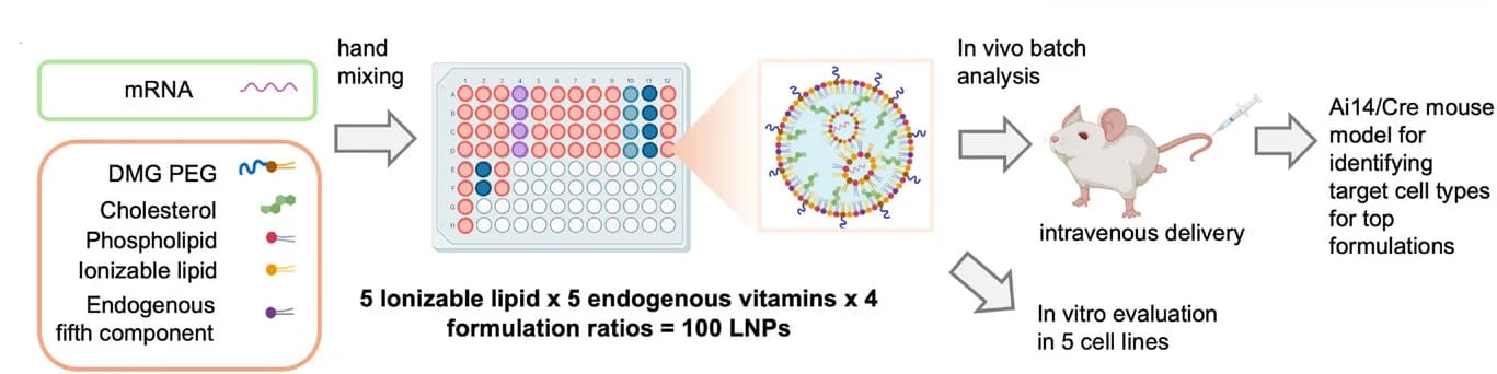 Open access visualization of Workflow, LNP Formulation, Screening Platform