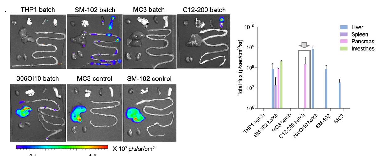 Open access visualization of Bar Plot, Photo, Error Bars, IVIS Images, FLuc mRNA