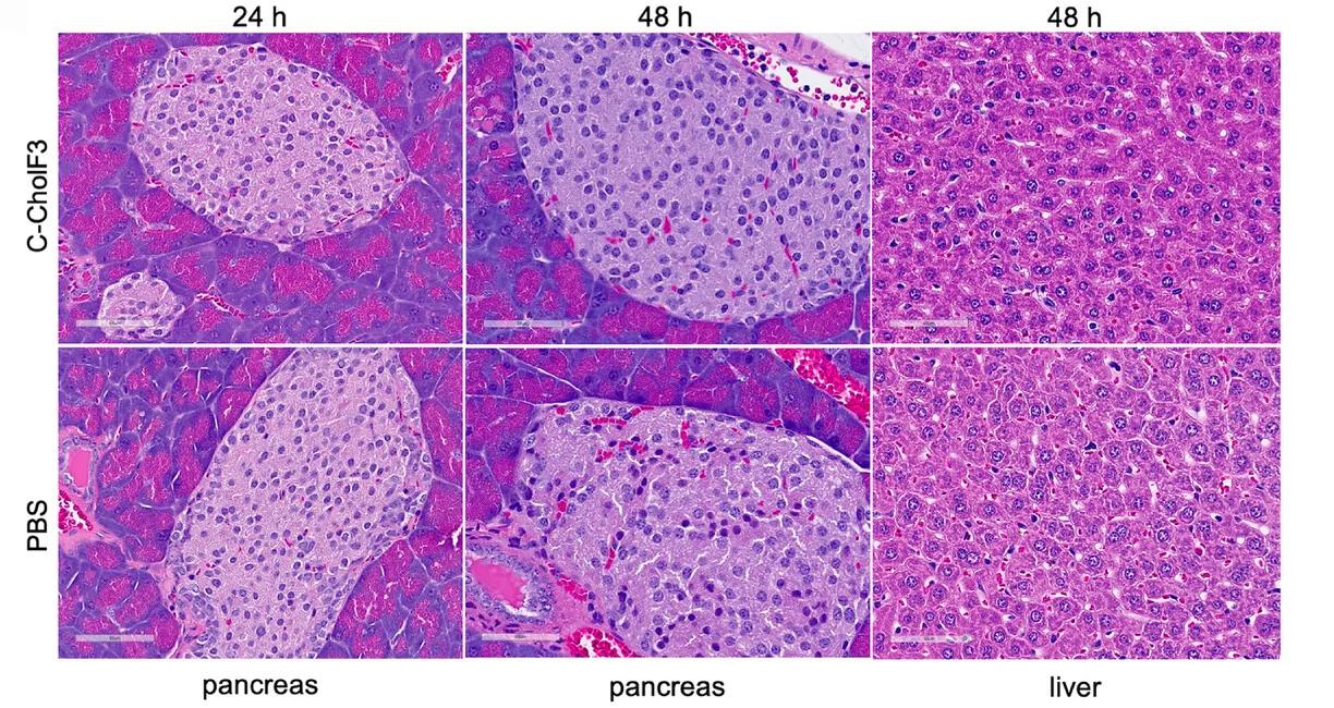 Open access visualization of Microscopy, Histology Images, Pancreas, Liver, C-CholF3