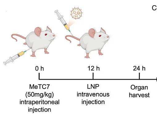 Open access visualization of Workflow, Illustration, VDR Blockade, MeTC7, Mice