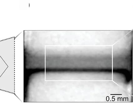 Open access visualization of Microscopy, Neutron Attenuation, Neutron Radiogram, Cell Components