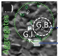 Open access visualization of Microscopy, Secondary Electron Image, Grain Interior, Grain Boundaries, Aggregates
