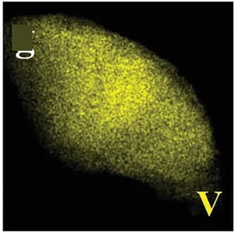 Open access visualization of Microscopy, 3D-VSx, Electron Microscopy, Vanadium, Elemental Mapping