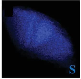Open access visualization of Microscopy, 3D-VSx, Electron Microscopy, Sulfur, Elemental Mapping