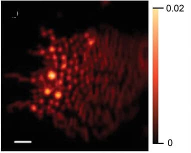 Open access visualization of Microscopy, STXM, Composition Maps, PTQ10, PC61BM