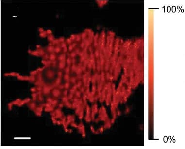 Open access visualization of Microscopy, STXM, Composition Maps, PTQ10, PC61BM