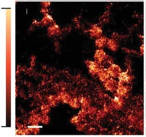 Open access visualization of Microscopy, STXM, Composition Map, PTQ10, Thermal Treatment