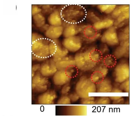 Open access visualization of Microscopy, Topography Images, Control, OAI-treated Perovskite, OAI/AlOx-treated Perovskite