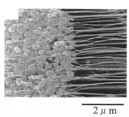 Open access visualization of Microscopy, SEM Image, Fibrils, PTFE Particles, Stretched Membrane