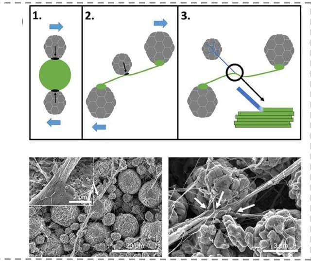 Open access visualization of Workflow, Microscopy, Primary Fibrils, Secondary Fibrils, Compression