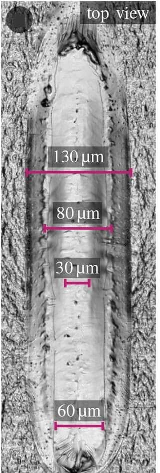 Open access visualization of Microscopy, Bright-Field Microscopy, LMB Joint