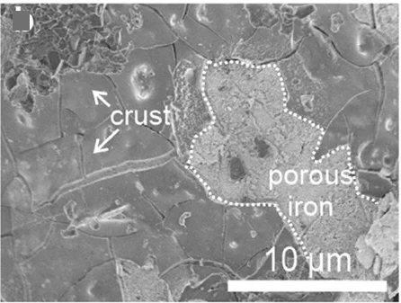 Open access visualization of Microscopy, EDX, Crust, Promoter Elements, SEM